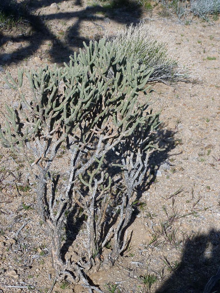 Mojave reserve (5).JPG